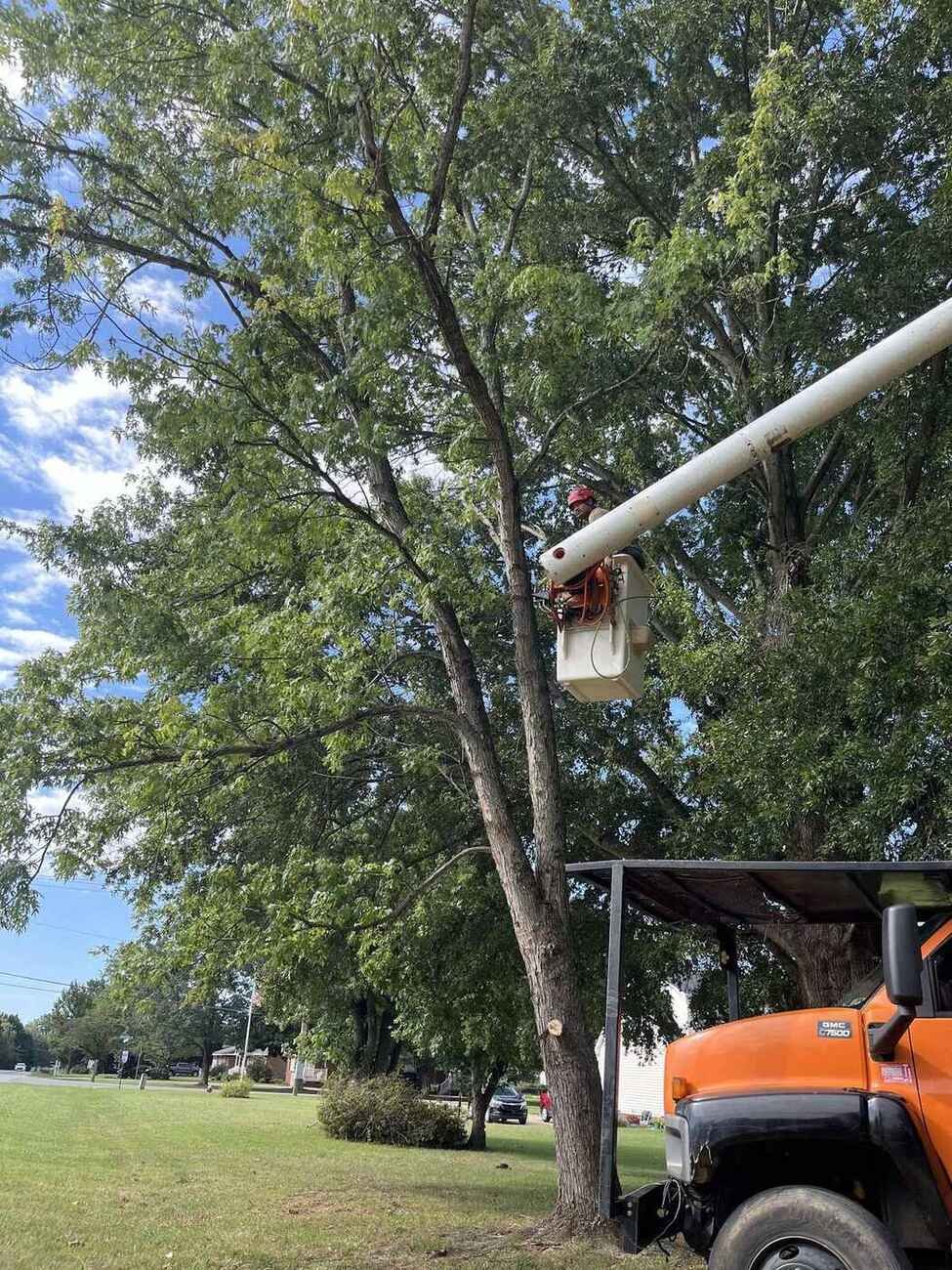 Green Limb bucket truck crew trimming a tall tree over a Greensboro yard