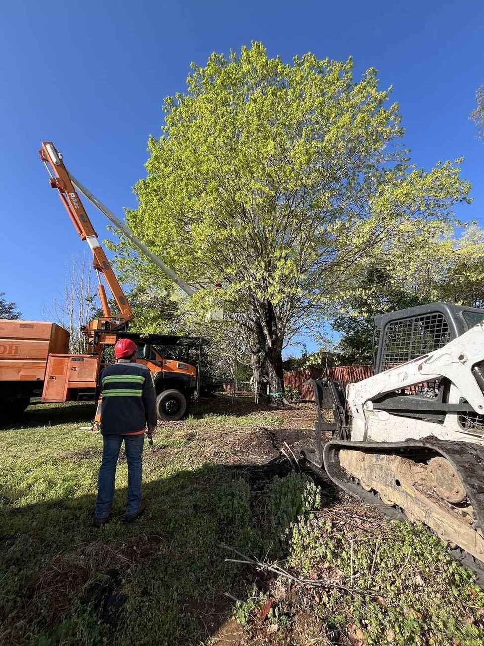 Skid steer clearing cut logs — Green Limb Tree Service, Greensboro NC