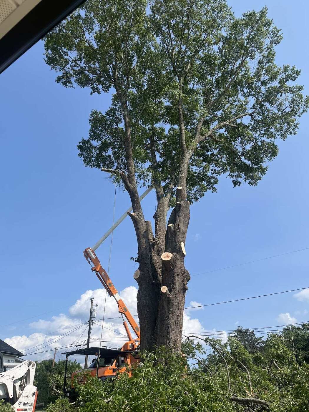 Spider lift taking down a tall oak on a Greensboro property
