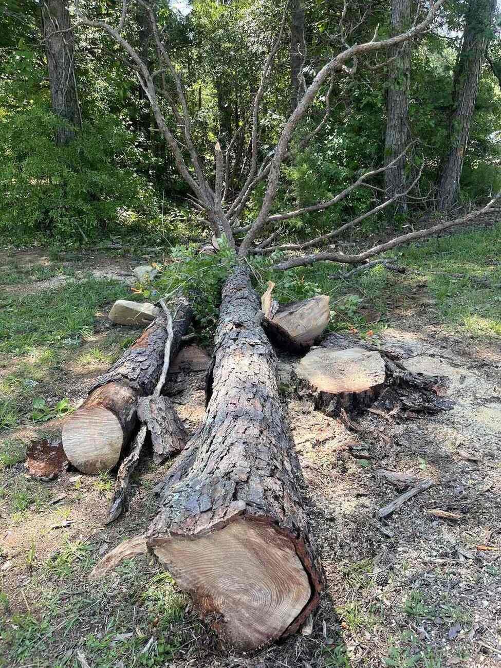 Storm-fallen pine cut into sections on a Greensboro property