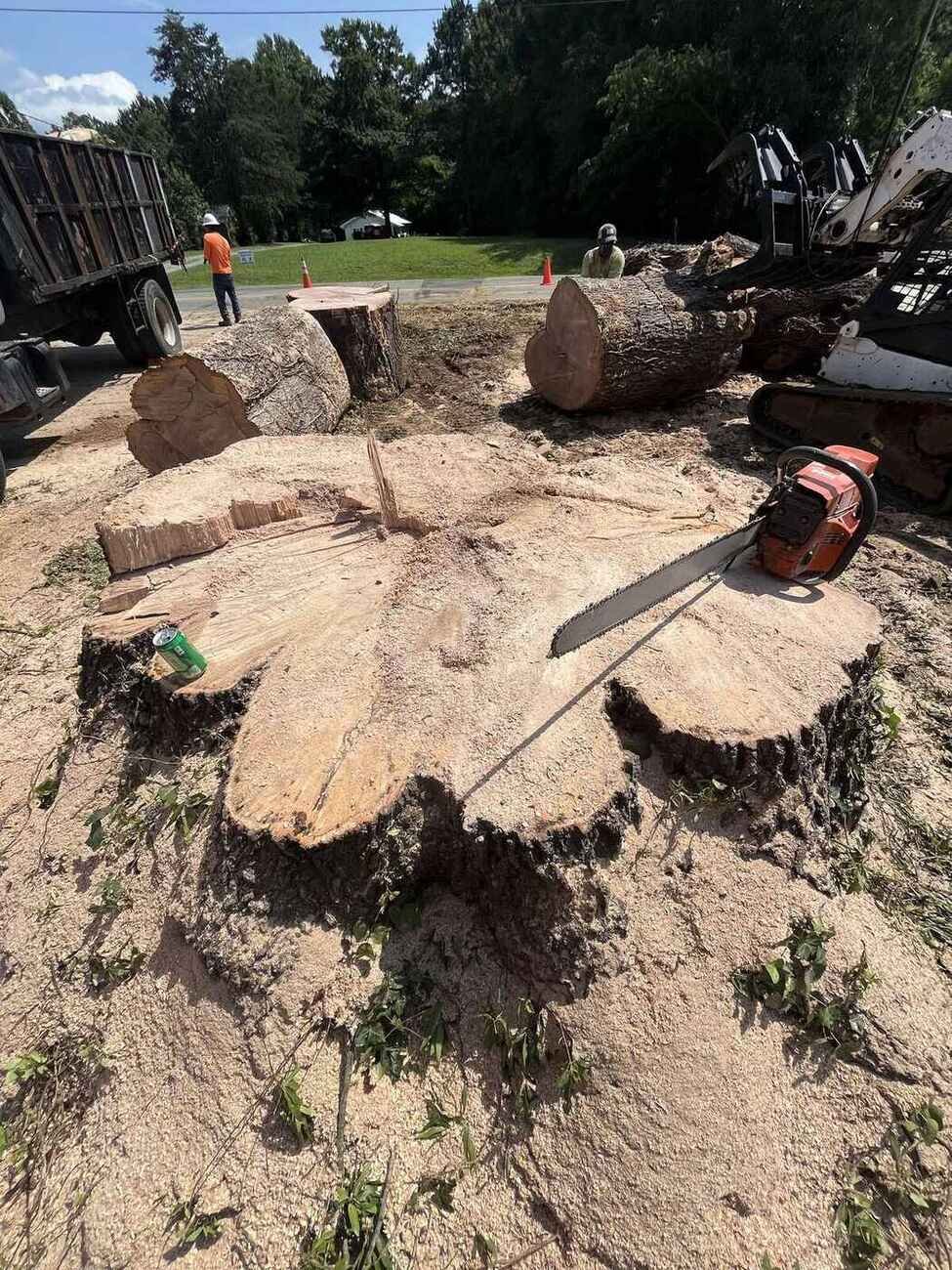 Fresh-cut stump ready for grinding in a Greensboro yard